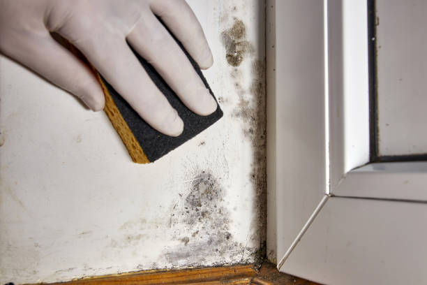 Forensic Mold Investigation in Wallenpaupack Lake Estates, PA